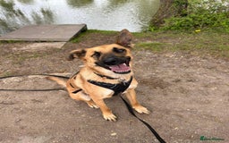Mixed Breed dogs for adoption: Frankie is looking for a forever home! - Image 4