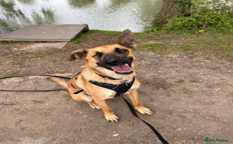 Mixed Breed dogs - Advert 17