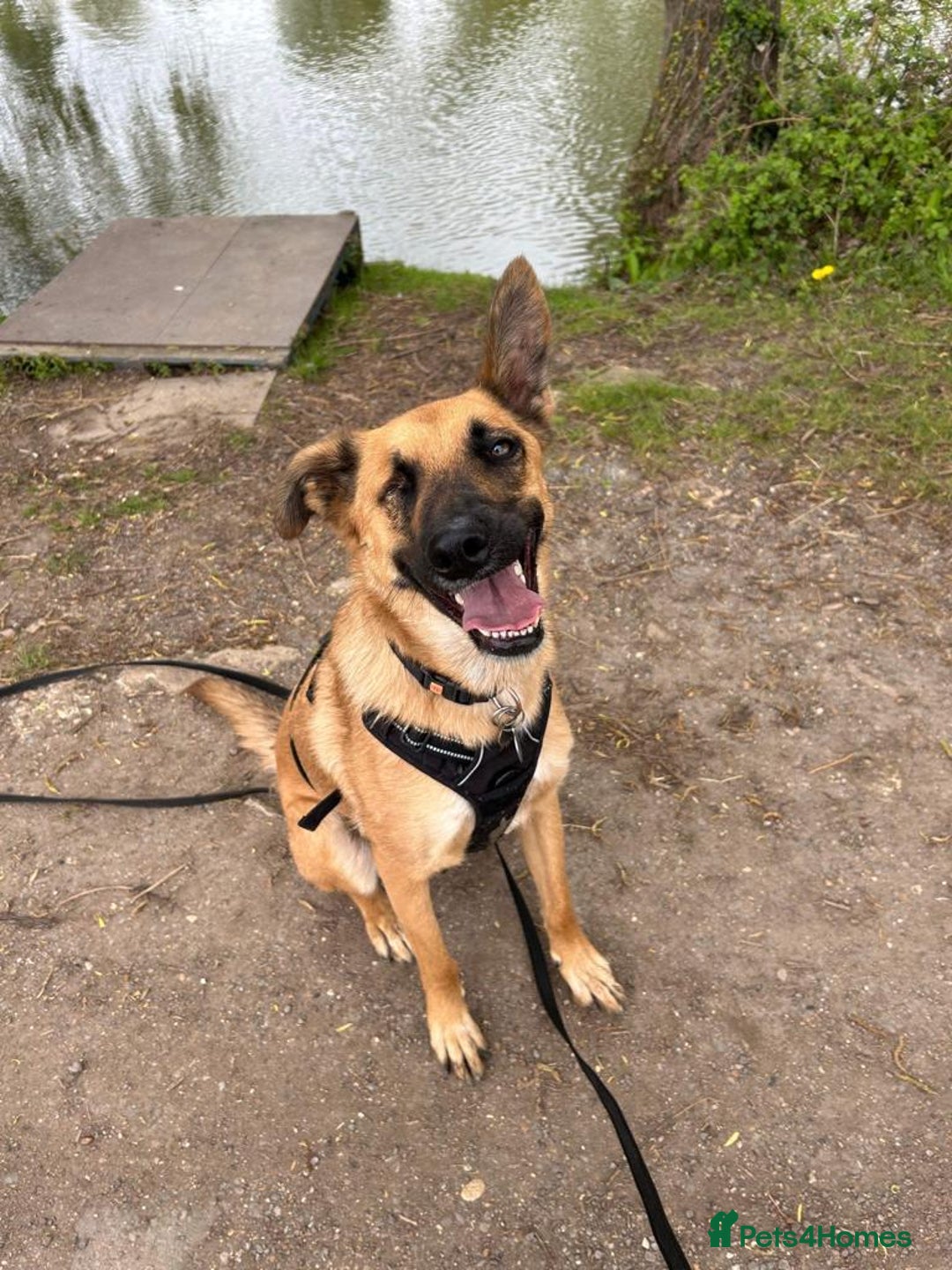 Mixed Breed dogs for adoption: Frankie is looking for a forever home! - Image 4