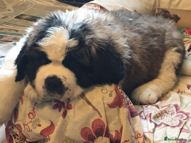 Saint Bernard dogs Health-tested line established 1990s. - Advert 11