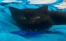 Mixed Breed cats for sale: Kittens Nottingham  - Image 7
