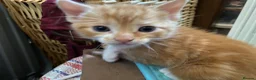 Mixed Breed cats for sale: 🐾 Adorable ginger kittens for sale, Chester 🐾  - Advert 27
