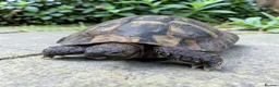 Hermann Tortoise reptiles for sale: Male Hermann Tortoise  - Advert 1