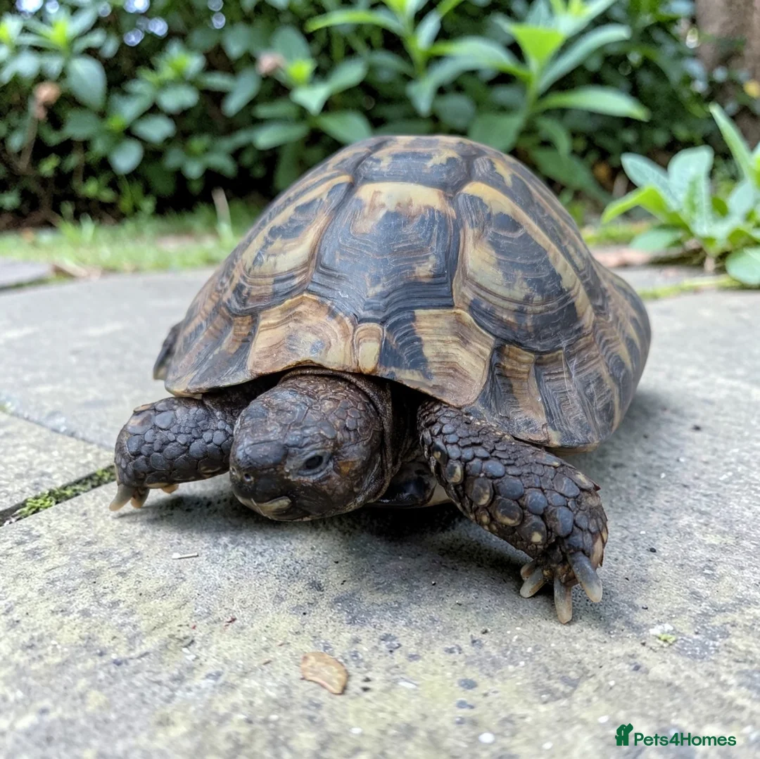 Hermann Tortoise reptiles for sale: Male Hermann Tortoise  - Advert 1