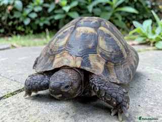 Hermann Tortoise reptiles Male Hermann Tortoise - Advert 7