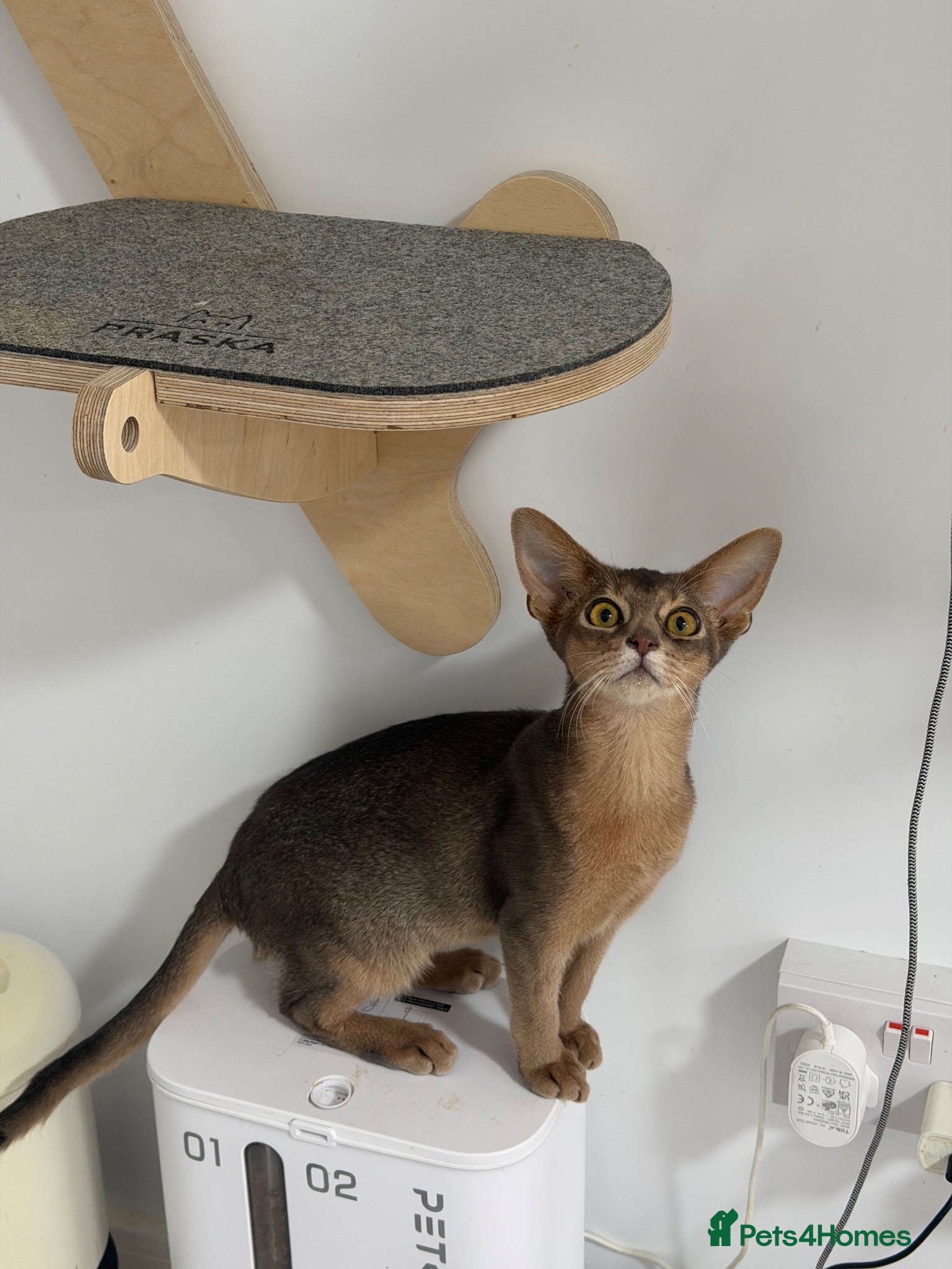 Abyssinian cats Last lovely boy😻 - Advert 9