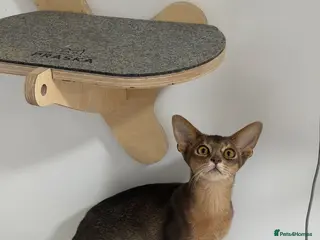 Abyssinian cats Last lovely boy😻 - Advert 3