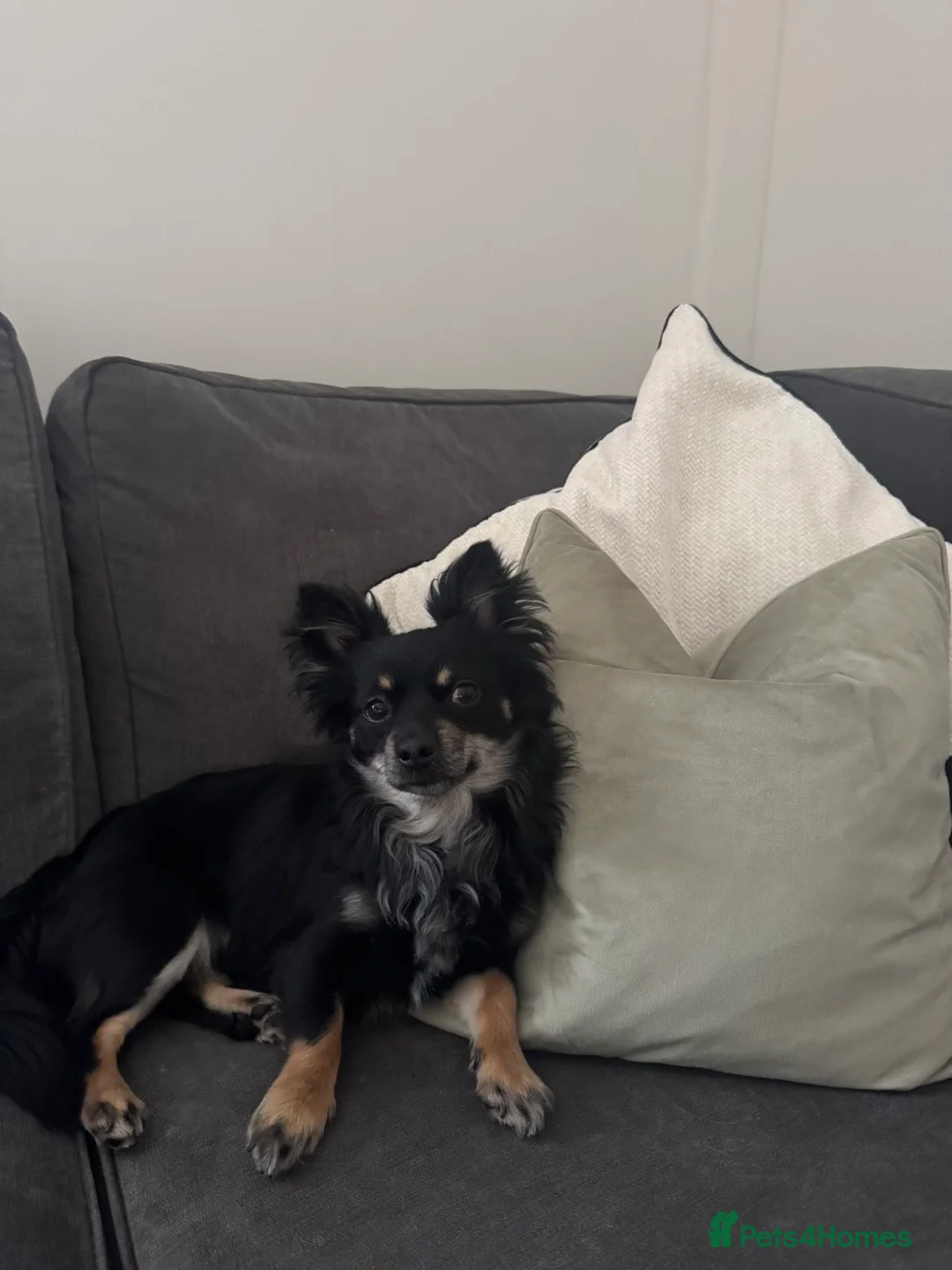 Chihuahua dogs for stud: Chihuahua for stud in Belfast - Advert 2