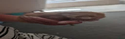 British Longhair cats for sale: 2 fluffy male kittens  in Wadhurst - Advert 9