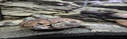 Turtle reptiles for sale: Loggerhead Musk Turtle - Advert 6