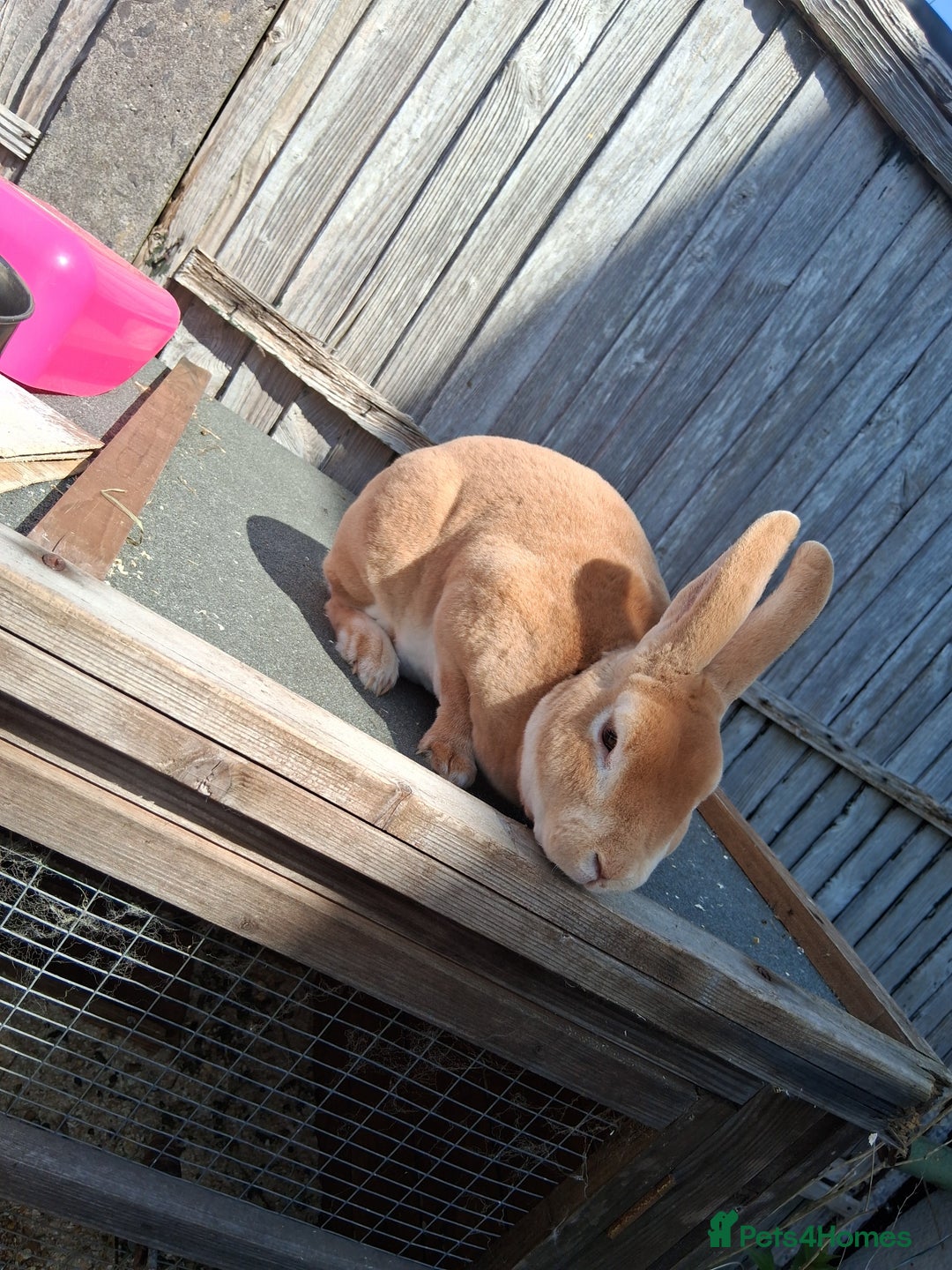 Mixed Breed rabbits for sale: Rabbits, guinea pigs and gerbil  - Image 10