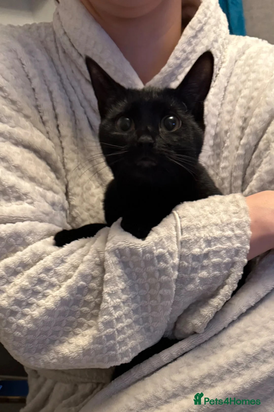 Mixed Breed cats for sale: 6 month old cats ready for new home in Runcorn - Advert 3