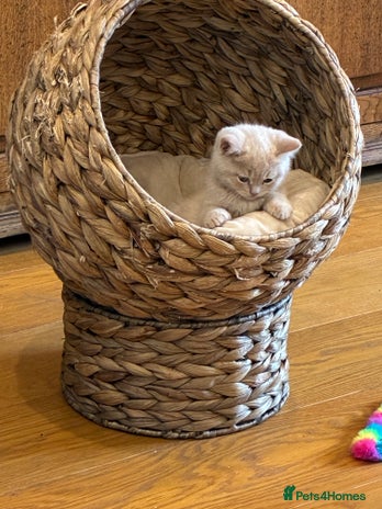 British Shorthair cats - Advert 4