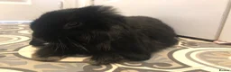 Netherland Dwarf rabbits for sale: Beautiful Netherland dwarf lop doe black  - Advert 2