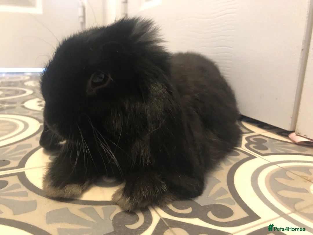 Netherland Dwarf rabbits for sale: Beautiful Netherland dwarf lop doe black  - Advert 2