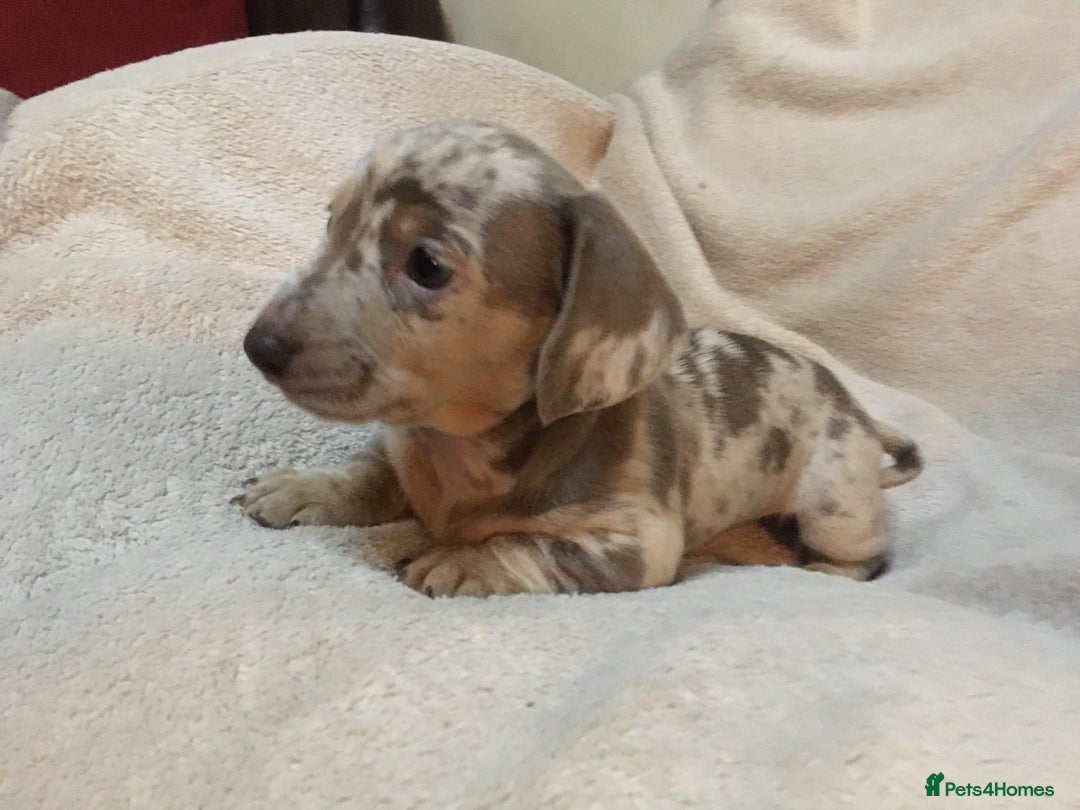 Miniature Dachshund dogs for sale: Miniature Dachshund Dapple Puppies  - Advert 4