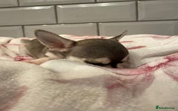 Chihuahua dogs for sale: Chihuahua puppies for sale  - Image 9