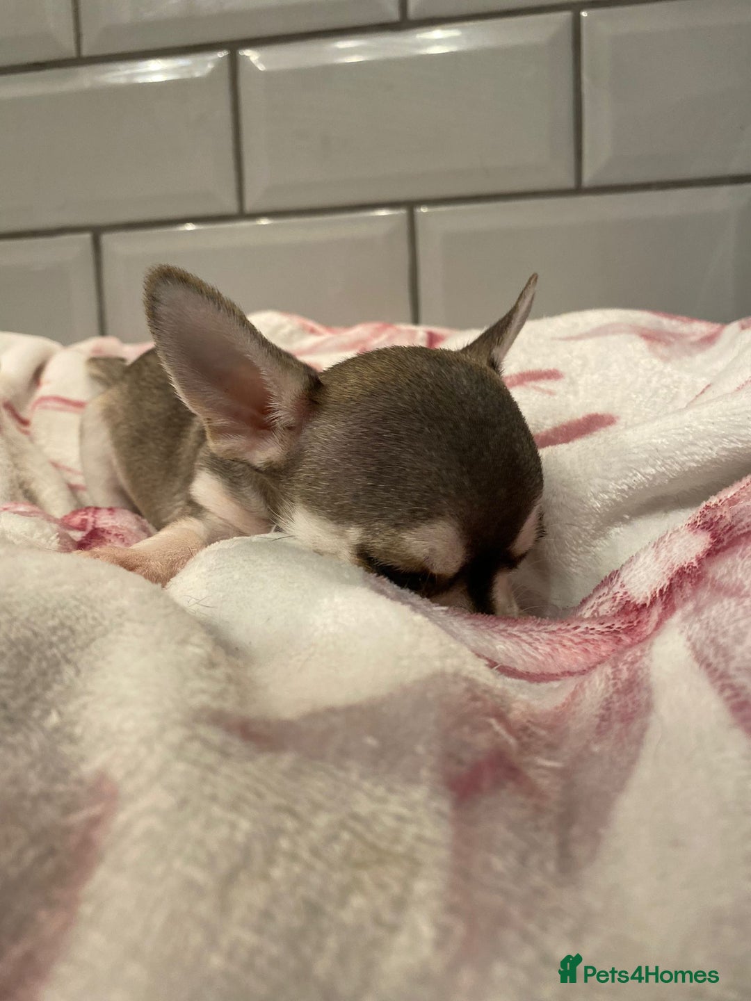Chihuahua dogs for sale: Chihuahua puppies for sale  - Image 9