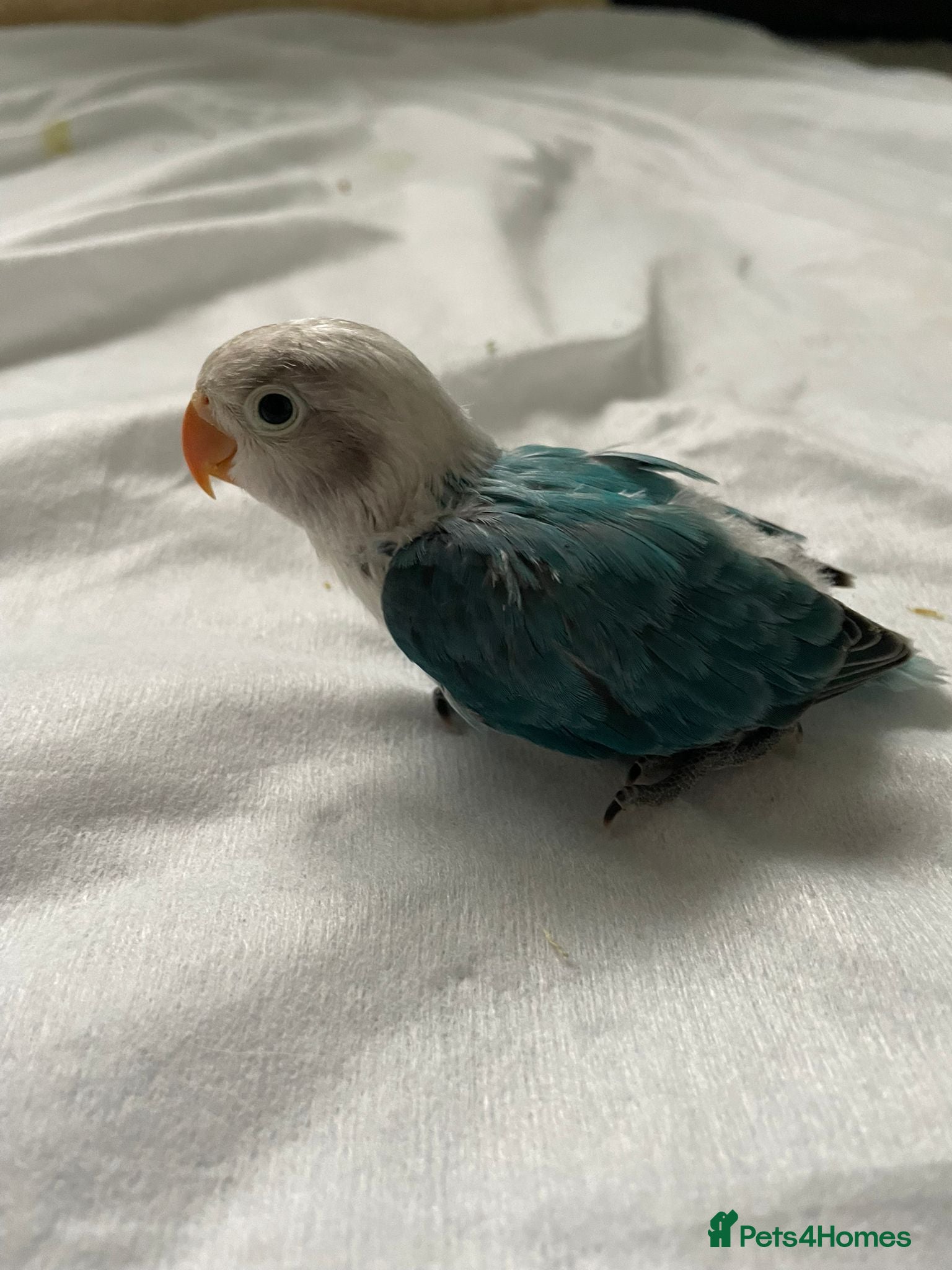 Lovebirds birds Beautiful hand-reared Fischer’s lovebirds  - Advert 6