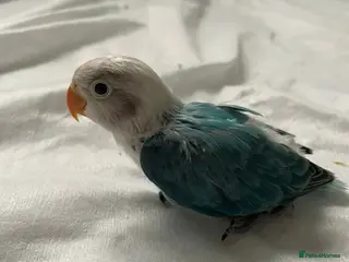 Lovebirds birds Beautiful hand-reared Fischer’s lovebirds - Advert 6