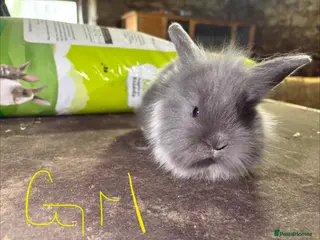 Mixed Breed rabbits Gorgeous French lop x lionhead baby rabbits - Advert 1