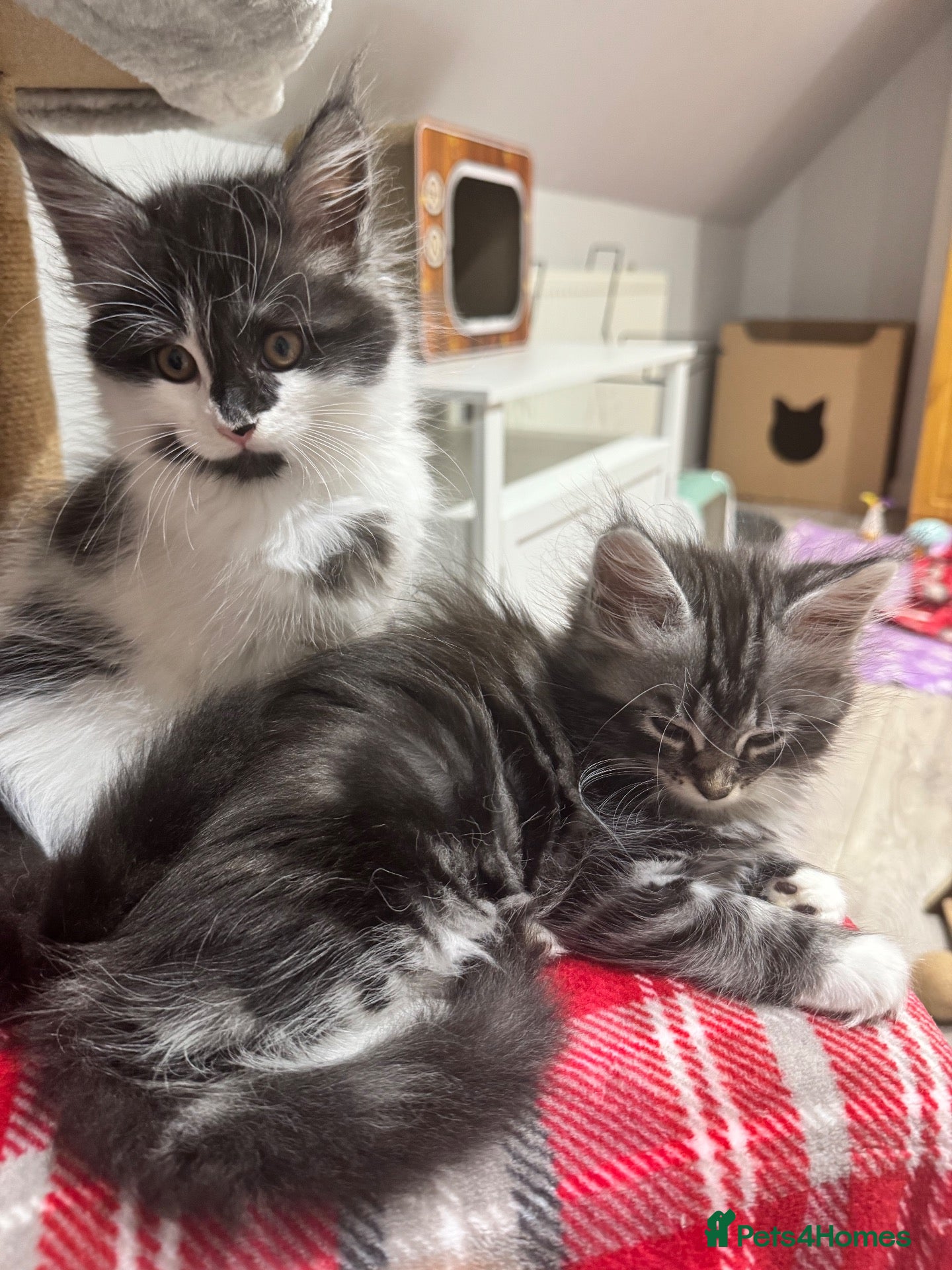 Maine Coon cats Maine coon cross - Advert 4