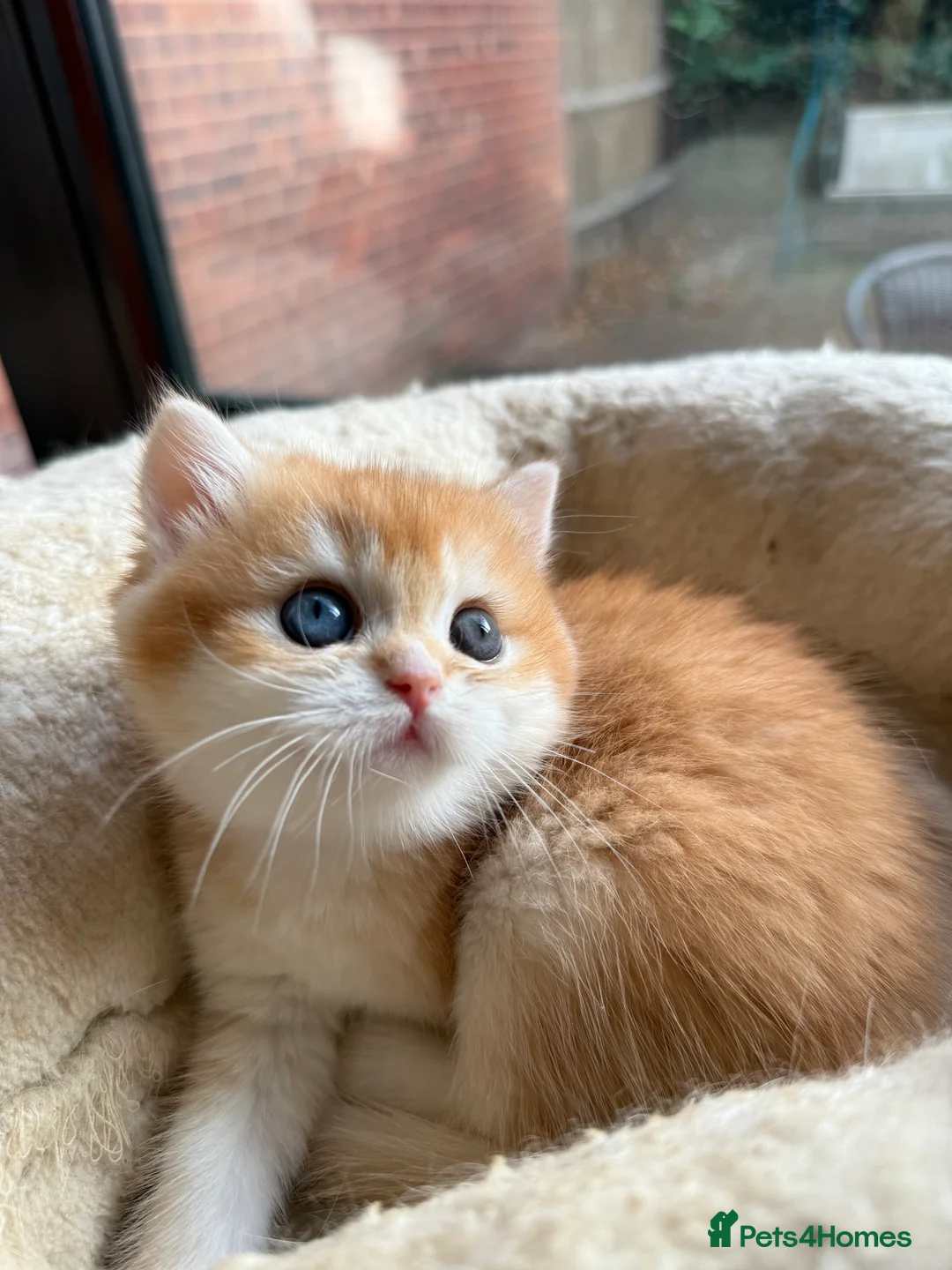 British Shorthair cats for sale: GCCF reg BSH and BLH Chocolate Golden Kittens - Advert 31