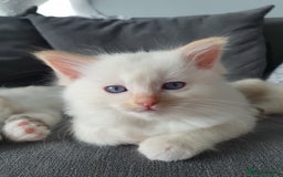 Ragdoll cats for stud: Handsome blue lynx Ragdoll for stud in Bathgate - Image 18