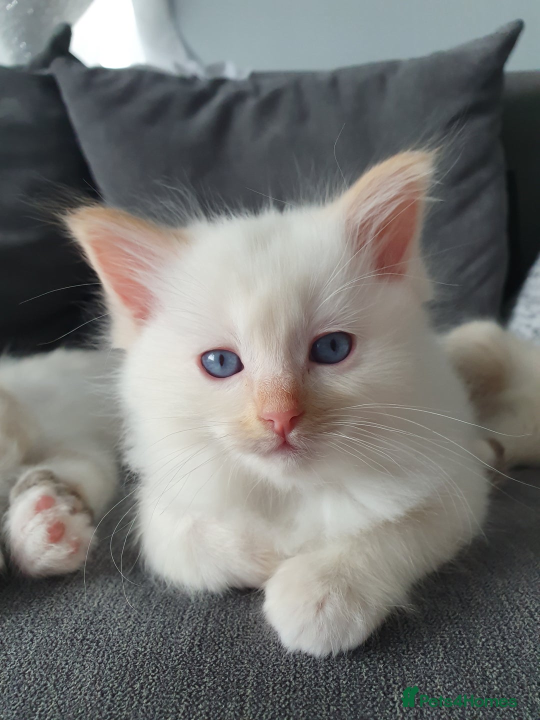 Ragdoll cats for stud: Handsome blue lynx Ragdoll for stud in Bathgate - Image 18