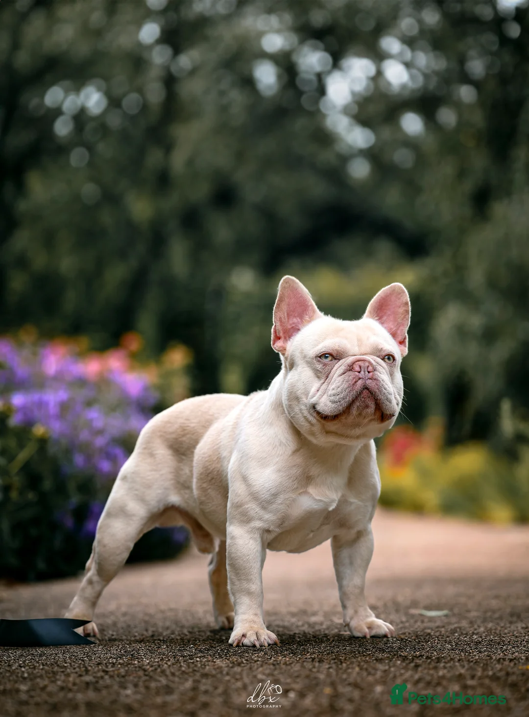 French Bulldog dogs for stud: Frenchie stud champion Flava  in Kings Langley - Advert 20