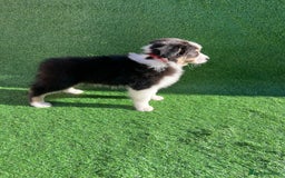 Australian Shepherd dogs for sale: Australia shepherd Kc puppies  - Image 12