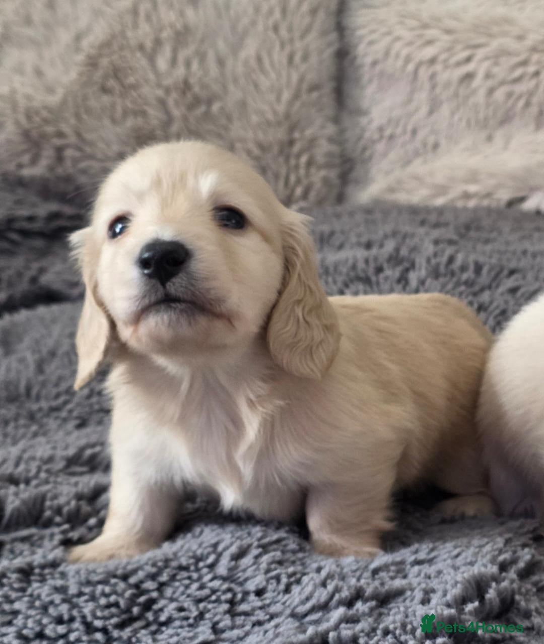 Miniature Dachshund dogs Clear cream miniature long-haired Dachshunds - Advert 2
