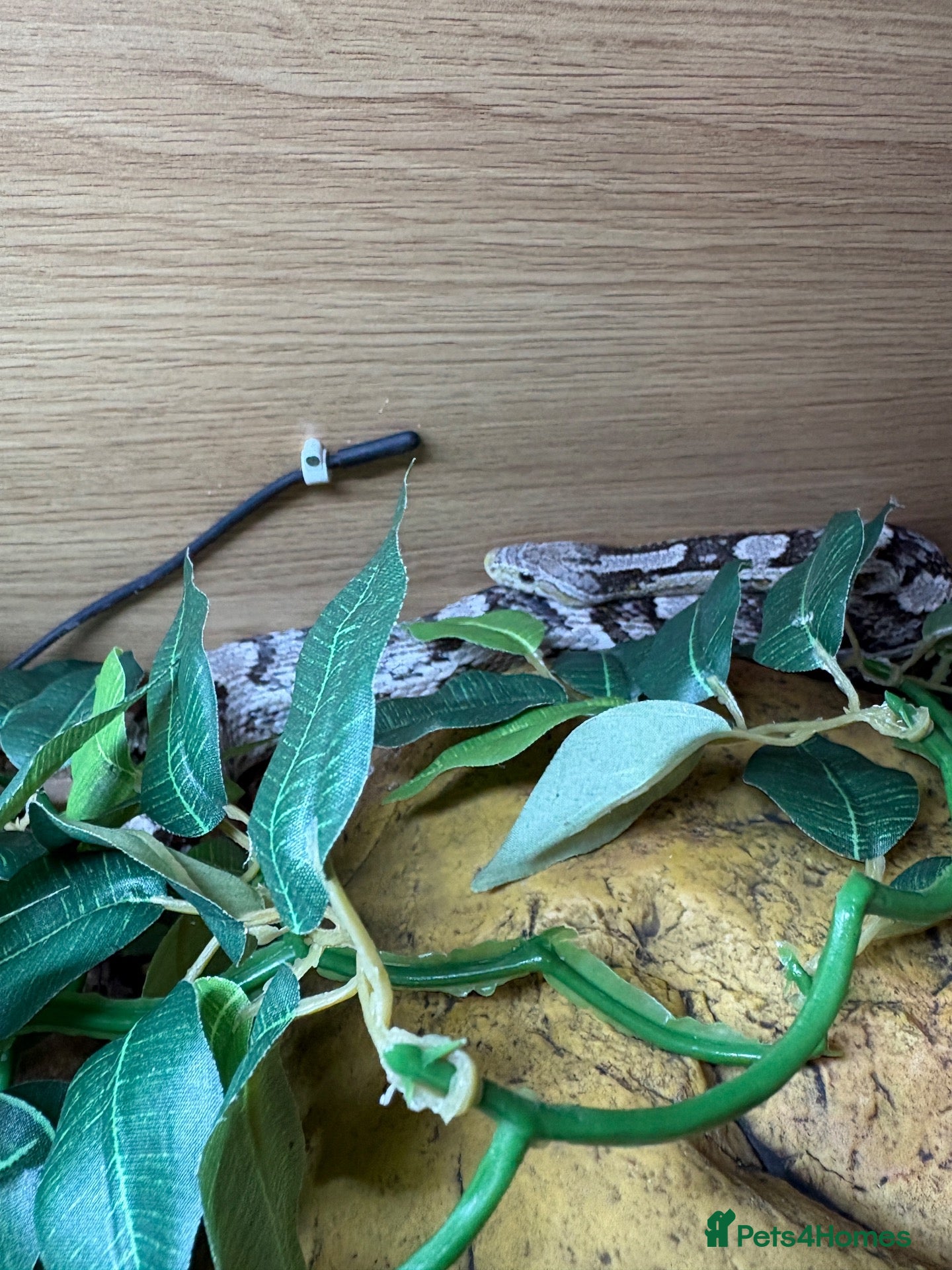Corn Snake reptiles Anery corn snake with full enclosure  - Advert 1