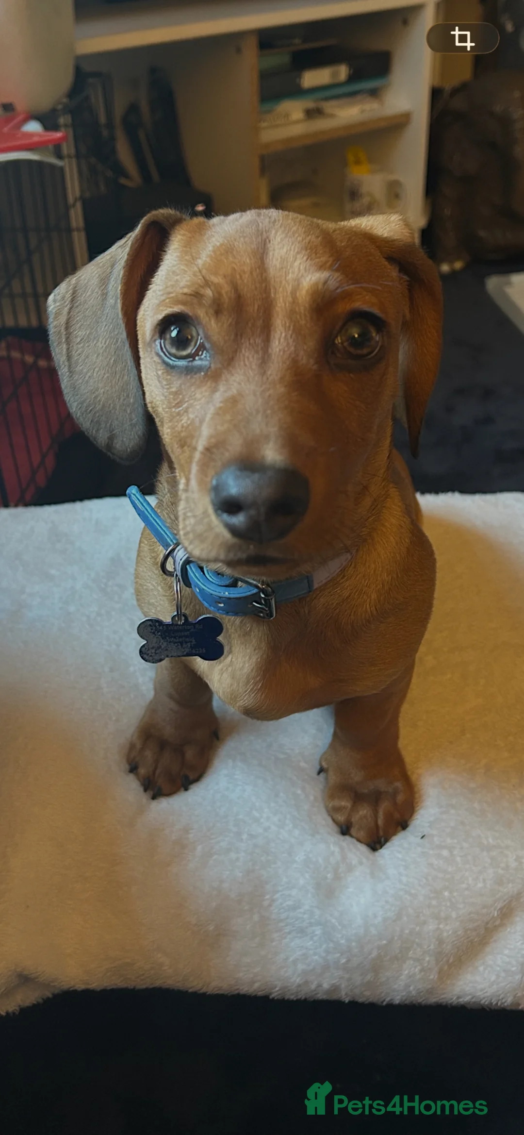 Mixed Breed dogs for sale: Daschund cross - Advert 4