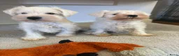 Miniature Schnauzer dogs for sale: Beauiful miniature schnauzer puppies available  - Advert 4