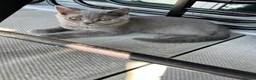 British Shorthair cats for sale: Pedigree British shorthair kittens  - Advert 6