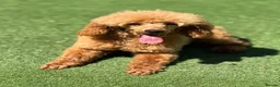 Miniature Poodle dogs for sale: Miniature poodle - Advert 5