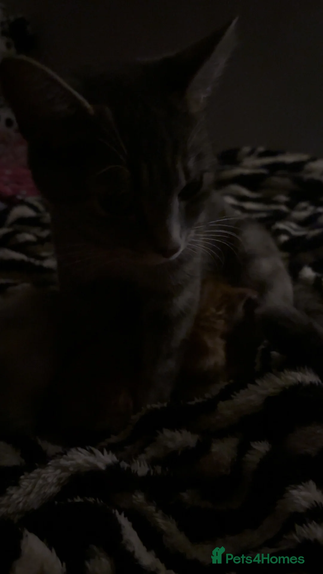 Mixed Breed cats for sale: 2 kittens for sale - Advert 3