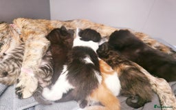 Mixed Breed cats for sale: Your New Fur Baby Is Here !  - Image 6