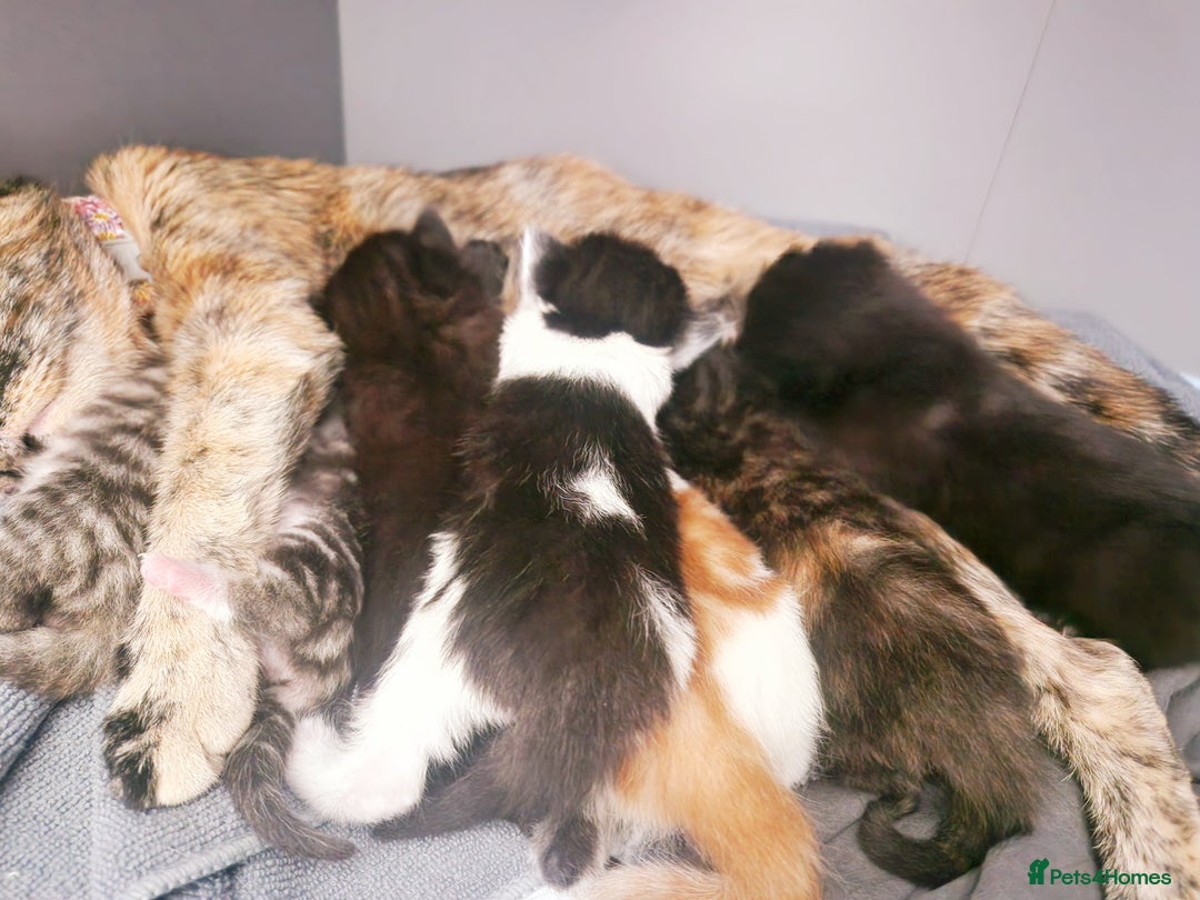 Mixed Breed cats for sale: Your New Fur Baby Is Here !  - Image 6
