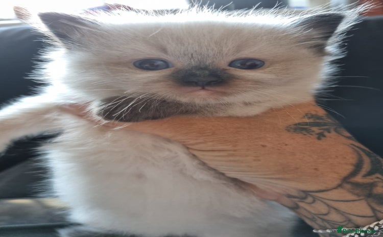 Ragdoll cats - Advert 1