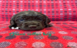 Cocker Spaniel dogs for sale: KC registered working cocker spaniels ready 23/11 - Image 3