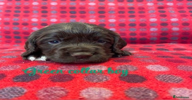 Cocker Spaniel dogs - Advert 4