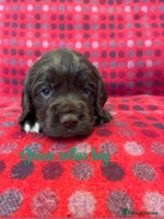 Cocker Spaniel dogs - Advert 1