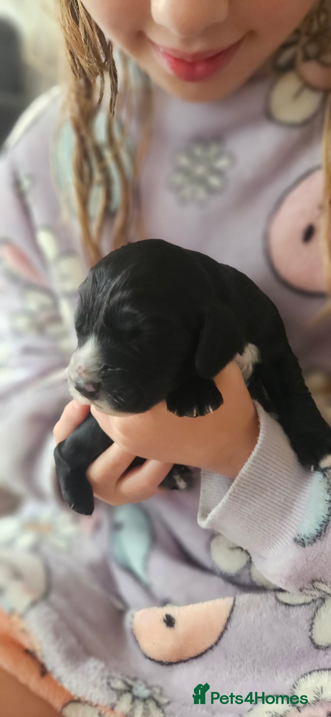 Cockapoo dogs for sale: Beautiful Cockapoo boys - Image 7
