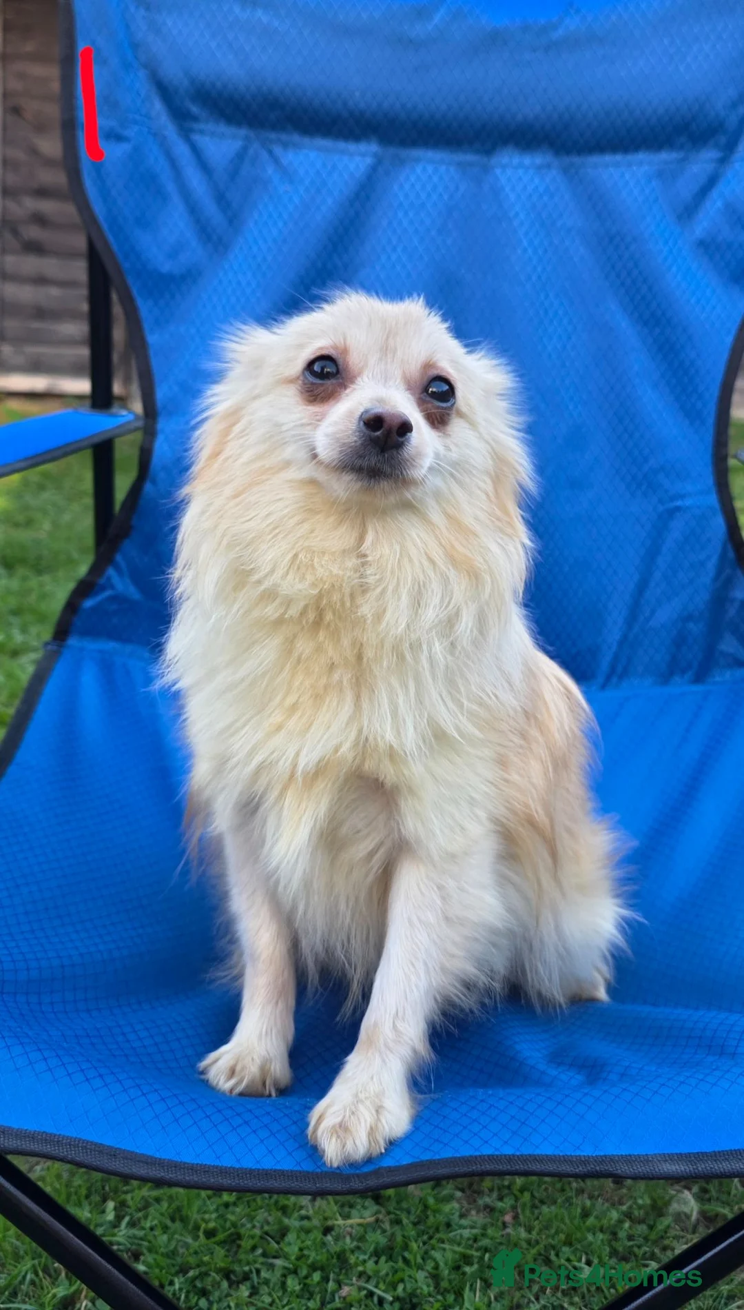 Pomeranian dogs for sale: Adult Dogs Looking for Their Forever  Homes - Advert 10
