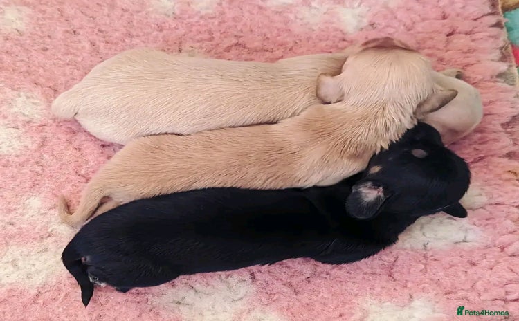 Miniature Dachshund dogs - Advert 1