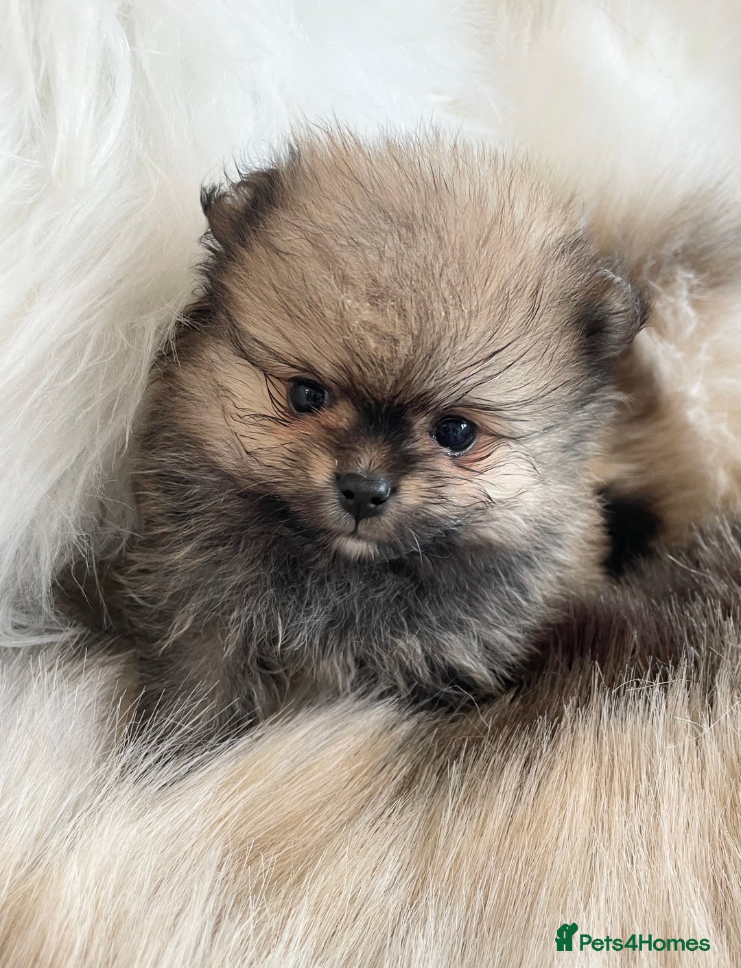 Pomeranian dogs for sale: OUTSTANDING KC POMERANIAN PUPPYS AVAILABLE  - Advert 4