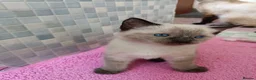 Mixed Breed cats for sale: Beautiful kitten - Advert 6