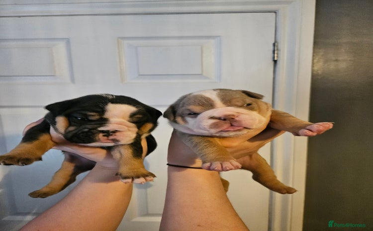 English Bulldog dogs - Advert 1